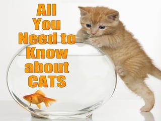 All You Need to Know about CATS 