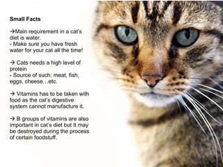 Small Facts Main requirement in a cat’s diet is water. - Make sure you have fresh water for your cat all the time!    Cats needs a high level of protein - Source of such: meat, fish, eggs, cheese…etc.    Vitamins has to be taken with food as the cat’s digestive system cannot manufacture it.    B groups of vitamins are also important in cat’s diet but It may be destroyed during the process of certain foodstuff. 