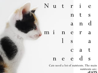 Nutrients and minerals a cat needs Cats need a lot of nutrients. The main nutrients are: FATS -Help transport vitamins and other nutrients to the organs. PROTEIN -Helps to build and maintain cells, provide energy, inspire muscle contractions. CARBOHYDRATES - A source of energy and extra fiber. 