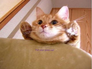 Put your paws up!
 