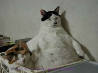……………fat lol that cat is fat ☺☻☺☻☺☻☺☻☺☻☺☻☺☻!
 