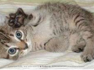 Some are cute, and adorable☺☻♥♦♣♠•◘○♥♥♥♥♥♥♥♥♥♥awwwwwwwww!
 