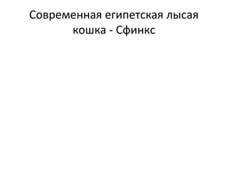 Современная египетская лысая
кошка - Сфинкс
 