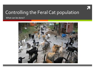 
Controlling the Feral Cat population
What can be done?
 