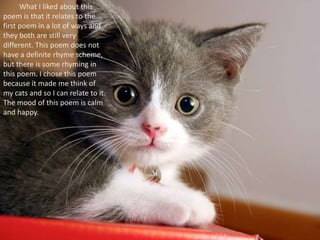 Cats