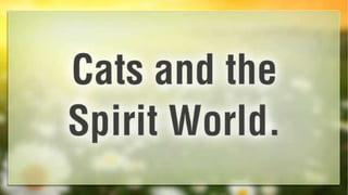 Cats and-the-spirit-world