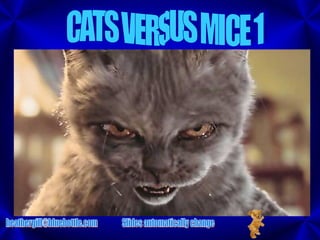CATS VERSUS MICE 1 [email_address] Slides automatically change 