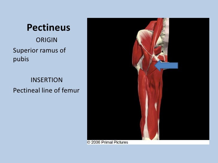 Cats 09...Core...The Lower Abdomen, Pelvis And Hip