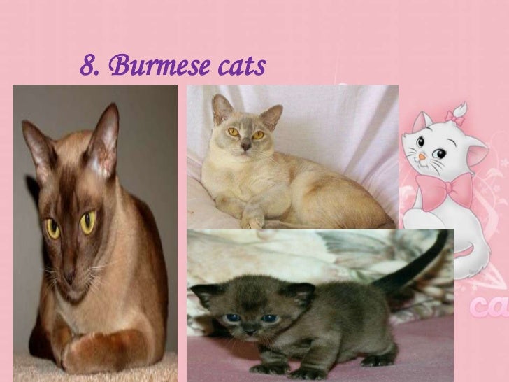 cats 101 burmese