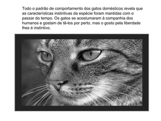 Todo o padrão de comportamento dos gatos domésticos revela que as características instintivas da espécie foram mantidas com o passar do tempo. Os gatos se acostumaram à companhia dos humanos e gostam de tê-los por perto, mas o gosto pela liberdade lhes é instintivo. 