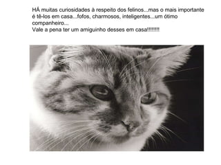 HÁ muitas curiosidades à respeito dos felinos...mas o mais importante é tê-los em casa...fofos, charmosos, inteligentes...um ótimo companheiro... Vale a pena ter um amiguinho desses em casa!!!!!!!! 