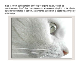 Eles já foram considerados deuses por alguns povos, outros os consideravam demônios, houve quem os visse como simples ( e excelente) caçadores de ratos e, por fim, atualmente, ganharam o posto de animais de estimação... 