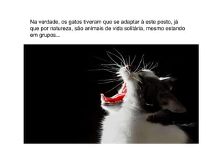 Na verdade, os gatos tiveram que se adaptar à este posto, já que por natureza, são animais de vida solitária, mesmo estando em grupos... 