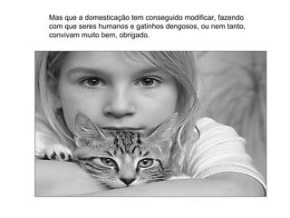 Mas que a domesticação tem conseguido modificar, fazendo com que seres humanos e gatinhos dengosos, ou nem tanto, convivam muito bem, obrigado. 