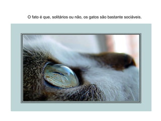 O fato é que, solitários ou não, os gatos são bastante sociáveis. 