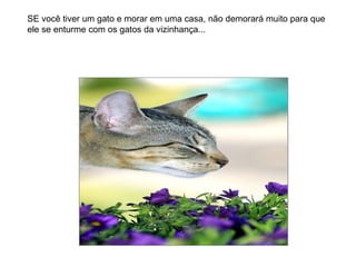 SE você tiver um gato e morar em uma casa, não demorará muito para que ele se enturme com os gatos da vizinhança... 