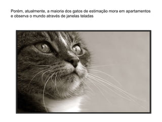 Porém, atualmente, a maioria dos gatos de estimação mora em apartamentos e observa o mundo através de janelas teladas 