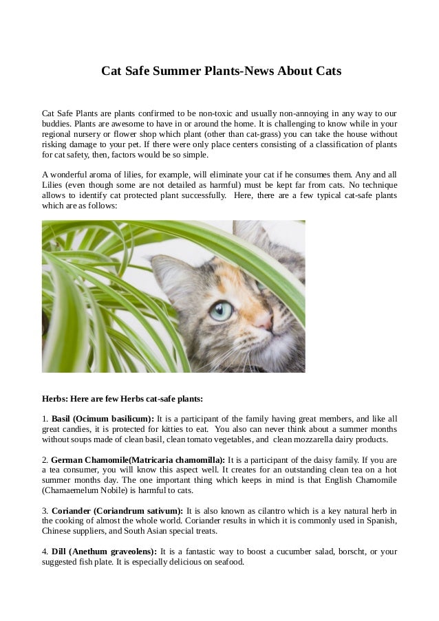 some information about cat