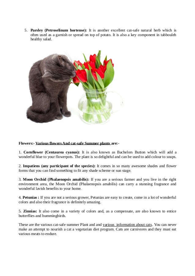 awesome cat safe plants spider 2 latest information about cats and cat safe summer plants awesome cat safe plants spider 2 latest information about cats and cat safe summer plants