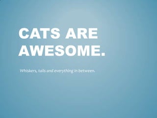 Cats are awesome. Whiskers, tails and everything in between. 