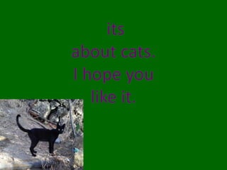 Cats