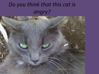 Do you think that this cat is
angry?
 