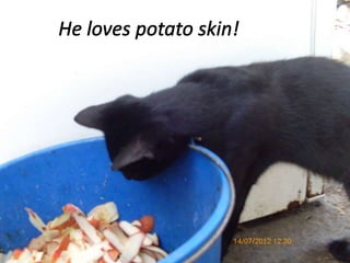 Cats