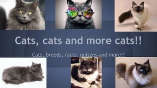 Cats, cats and more cats!!
Cats, breeds, facts, quizzes and more!!
 