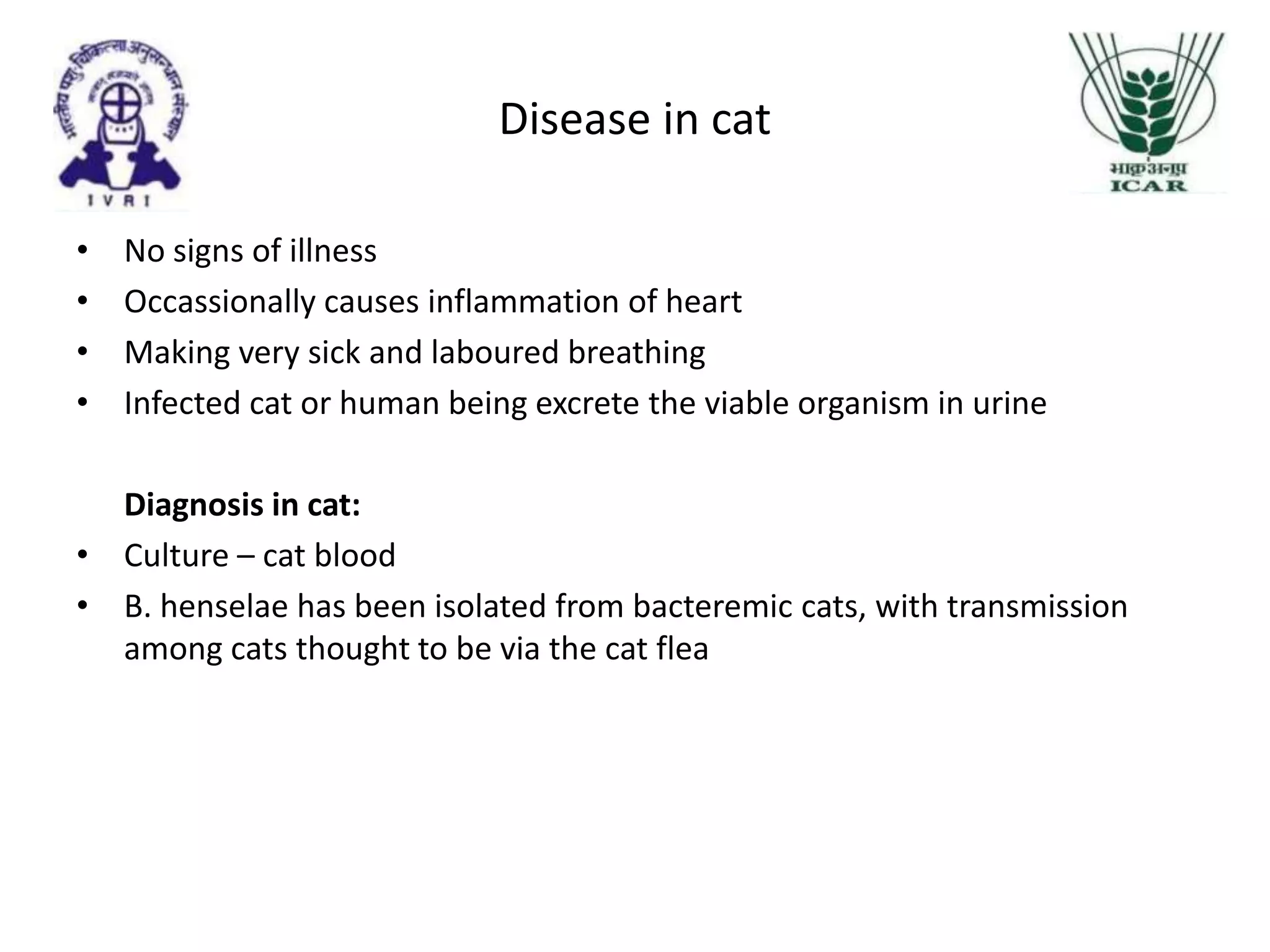 Cat Cancer Scratch Cat scratch disease | PPTX