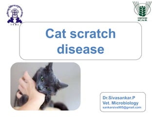 Cat scratch
disease
Dr.Sivasankar.P
Vet. Microbiology
sankarsiva905@gmail.com
 
