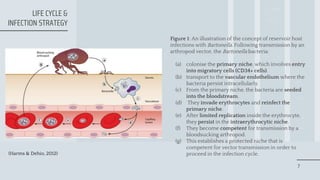 Cat Scratch Disease | PPTX