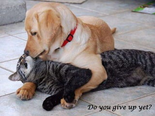 Do you give up yet?
 