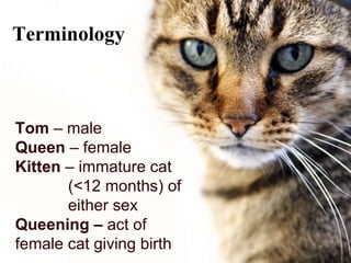 Cats I Behavior And Restraint Of Cats | PPT