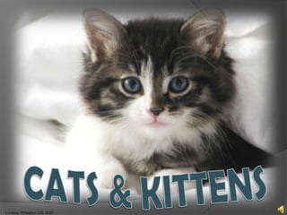 Cats & Kittens Lindsay Wheaton CIS 1020 