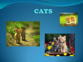 CATS 