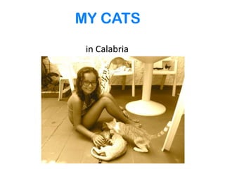MY CATS
 in Calabria
 