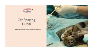 Cat Spaying
Dubai
www.canadianvc.com/neutering-spaying/
 