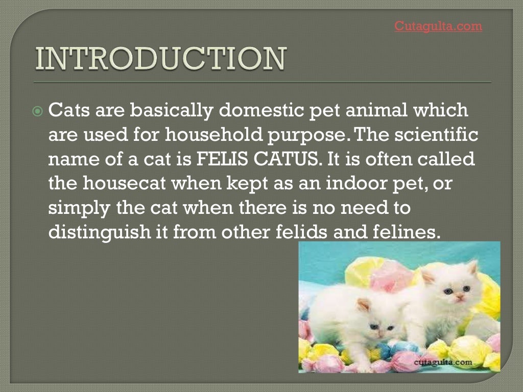 Cats ppt