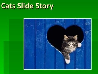 Cats Slide Story 