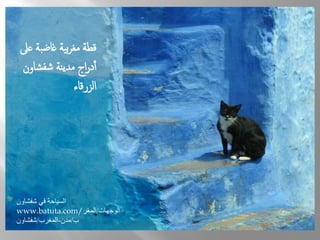 قطة مغربية غاضبة على 
أدراج مدينة شفشاون 
الزرقاء 
السياحة في شفشاون 
www.batuta.com/ الوجهات/المغر 
ب/مدن-المغرب/شفشاون 
 