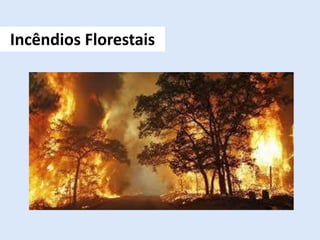 Incêndios Florestais
 