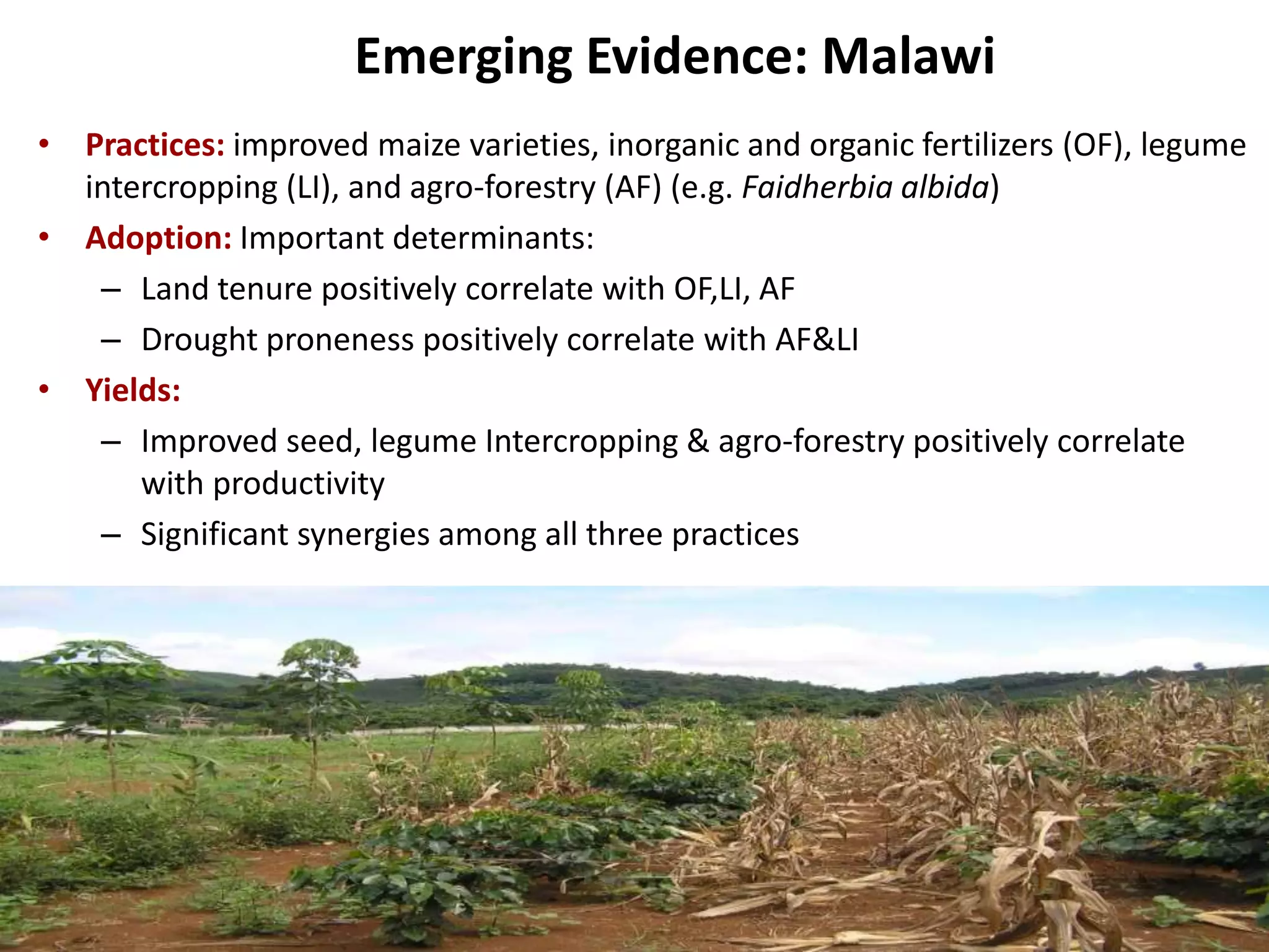 Emerging Evidence: Malawi
• Practices: improved maize varieties, inorganic and organic fertilizers (OF), legume
intercropping (LI), and agro-forestry (AF) (e.g. Faidherbia albida)
• Adoption: Important determinants:
– Land tenure positively correlate with OF,LI, AF
– Drought proneness positively correlate with AF&LI
• Yields:
– Improved seed, legume Intercropping & agro-forestry positively correlate
with productivity
– Significant synergies among all three practices

7

 