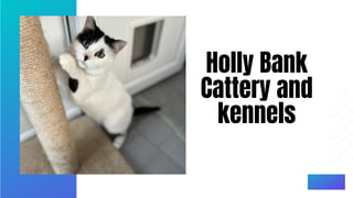 Holly Bank
Cattery and
kennels
 