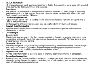 • BLACK QUARTER
• C. chauvoei causes black quarter or black leg in Cattle. Gram positive, rod shaped with rounded
ends. Worldwide distribution in soil and pastures.
• Symptoms
• The disease usually occurs in young cattle of 6 months to about 2-3 years of age. Crepitating
swelling in the hind or fore quarter, lameness, muscles shows trembling with violent twitching.
Death usually occurs within 24 hours.
• Control and prevention
• Hyper immune serum (HIS) is used to control explosive outbreaks. Penicillin along with HIS is
used to treat the disease.
• Oxytetracycline & Chlortetracycline can also be employed effectively in early stages.
• BOVINE TUBERCULOSIS
• Mycobacterium bovis causes bovine tuberculosis in many animal species and also cause
tuberculosis in human
• Clinical signs
• General form
• Affected animals become docile, Progressive emaciation, Capricious appetite, fluctuating body
temperature and rough / sleek hair coat, animal does not put up weight. All these general signs
are pronounced following calving.
• Respiratory form
• Silent or paroxysmal cough especially during early morning and chilled weather. Chronic cough
with dyspnoea, squeaking crackles , enlargement of retropharyngeal lymphnode causes
dysphagia and noisy breathing due to pharyngeal obstruction.
• Reproductive form
• Metritis and inflammation of placenta leads to infertility, abortion and failure in conception.
• Control and prevention
• Treatment and vaccination are inappropriate in control programmes for cattle. In many countries,
tuberculin testing followed by isolation and slaughter of reactors has been implemented as the
basis of national eradication schemes.
 