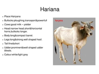 Hariana
●   Place:Hariyana
●   Bullocks:ploughing,tranceport&powerfull
●   Cows:good milk – yielder
●   Head:narrow head.short&horizontal 
    horns,bullocks longer.
●   Body:long&compact barrel.
●   Legs:long&strong.well shaped hoof.
●   Tail:fine&short
●   Udder:prominent&well shaped udder 
    &teats.
●   Colour:white/light grey




                                               
 