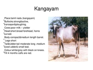 Kangayam
  Place:tamil nadu (kangayam)
●
  Bullocks:strong&active, 
 trancepor&ploughing.
●



  Cows:poor milk – yielder
●
  Head:short.broad forehead, horns 
 curved.
●



  Body­compact&medium length barrel.
●
   Legs­short  
●
  Tail&Udder:tail moderate long .medium 
 sized udder& small teat.
●



  Colour:white/grey with black on knees. 
 Till 4 months calfs are red.           
●




                                             
 