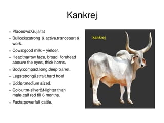 Kankrej
    ●   Placeows:Gujarat
    ●   Bullocks:strong & active.tranceport & 
        work.
    ●   Cows:good milk – yielder.                  
    ●   Head;narrow face, broad  forehead 
        abouve the eyes, thick horns.   
    ●   Body:compact,long,deep barrel.
    ●   Legs:strong&strait.hard hoof 
    ●   Udder:medium sized.
    ●   Colour:m­silver&f­lighter than 
        male.calf red till 6 months.  
    ●   Facts:powerfull cattle.                         
                     
                                                            
 