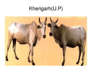 Kherigarh(U.P)




           
 