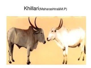 Khillari(Maharashtra&M.P)




                 
 