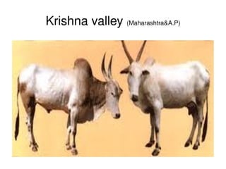 Krishna valley (Maharashtra&A.P)




                    
 